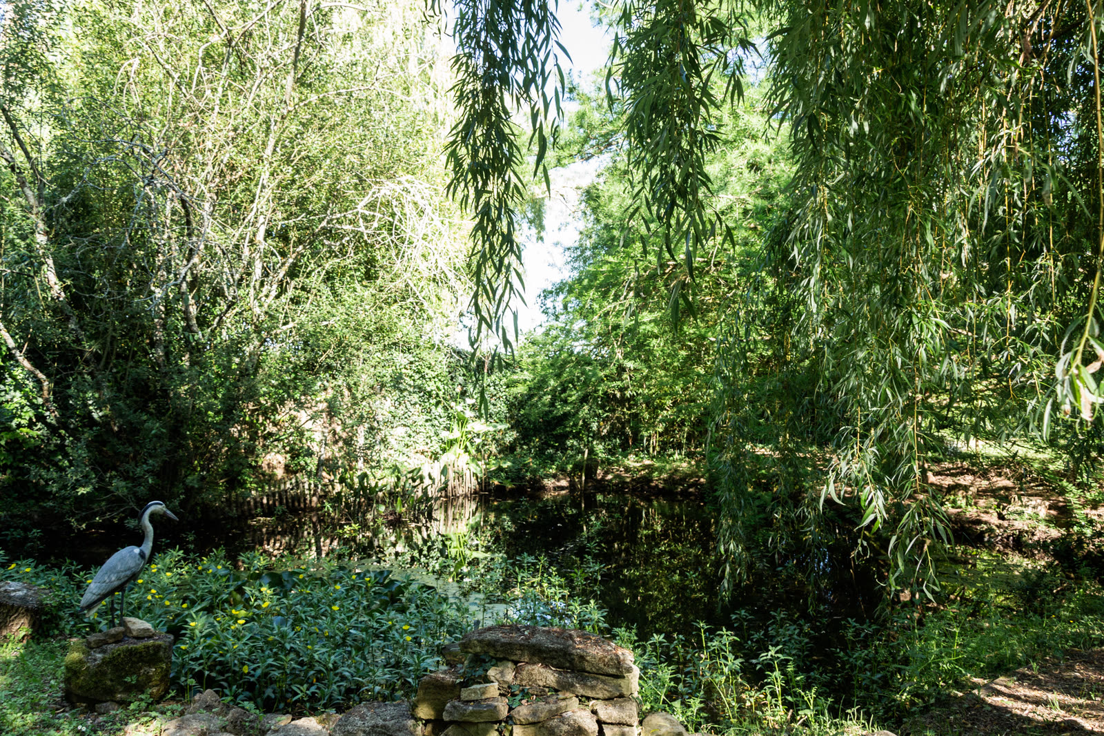 The pond